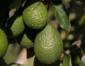 Le esigenze nutrizionali dell’avocado e i nuovi approcci della concimazione organica e minerale