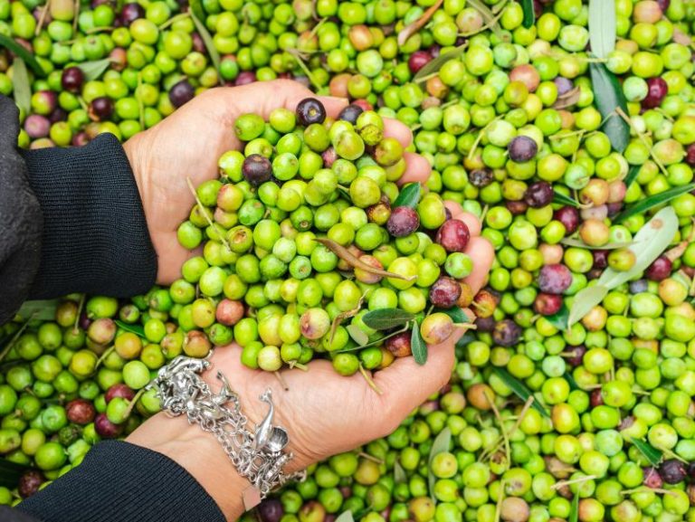 L’evoluzione del settore olivicolo in Basilicata e le tecniche di produzione artigianale