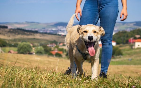 dog, hd wallpaper, mac wallpaper, laptop wallpaper, puppy, cool backgrounds, wallpaper 4k, beautiful nature, nature background, grass, canine, free wallpaper, mammal, wallpaper hd, happy, walking, playing, friend, animal, pet, outdoor, full hd wallpaper, beautiful wallpaper, freedom, cute, nature, desktop backgrounds, free background, nature wallpaper, 4k wallpaper, 4k wallpaper 1920x1080, wallpaper, windows wallpaper, background