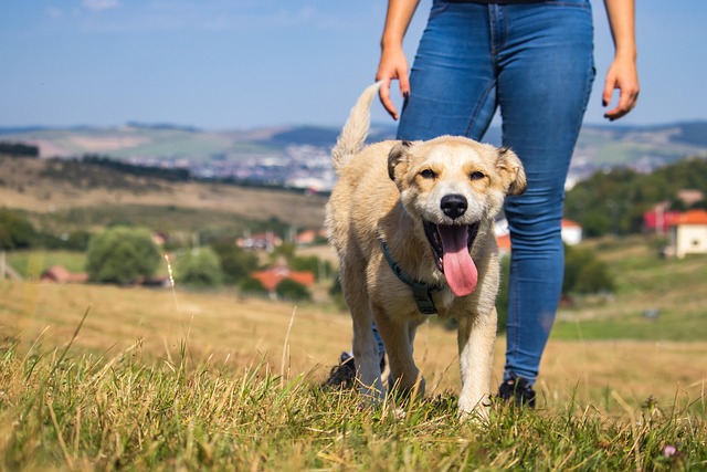 dog, hd wallpaper, mac wallpaper, laptop wallpaper, puppy, cool backgrounds, wallpaper 4k, beautiful nature, nature background, grass, canine, free wallpaper, mammal, wallpaper hd, happy, walking, playing, friend, animal, pet, outdoor, full hd wallpaper, beautiful wallpaper, freedom, cute, nature, desktop backgrounds, free background, nature wallpaper, 4k wallpaper, 4k wallpaper 1920x1080, wallpaper, windows wallpaper, background